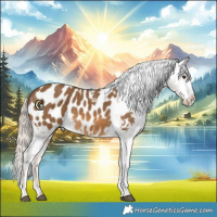 Horse Color:Chocolate Palomino Tobiano Appaloosa