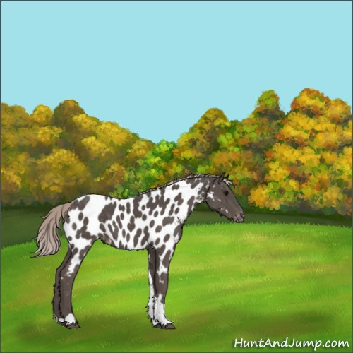 Horse Color:Silver Black Tobiano Appaloosa