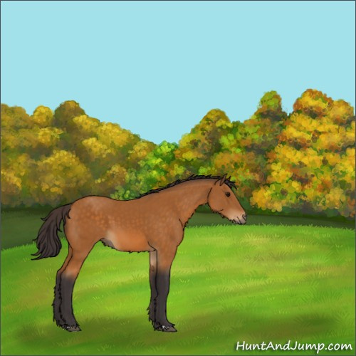 Horse Color:Buckskin 