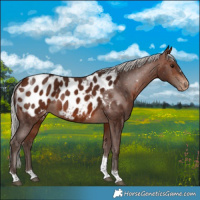 Horse Color:Silver Brown Tobiano Appaloosa 