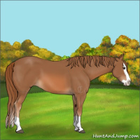 Horse Color:Chestnut Splash 