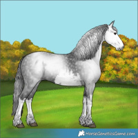 Horse Color:Gray White Spotted Black 