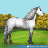 Horse Color:Gray White Spotted Brown 