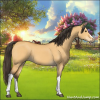 Horse Color:Buckskin Dun
