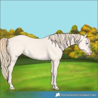 Horse Color:Perlino Dun
