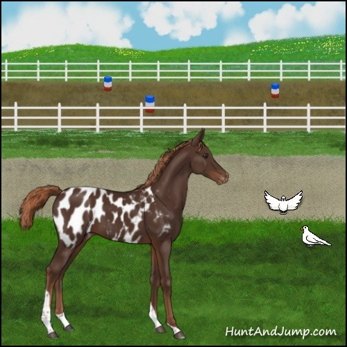 Horse Color:Liver Chestnut Tobiano Appaloosa 