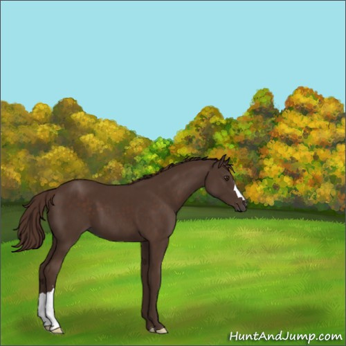 Horse Color:Liver Chestnut