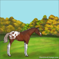Horse Color:Silver Brown Tobiano Appaloosa 