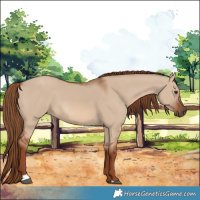 Horse Color:Red Dun