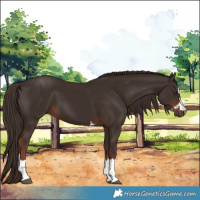 Horse Color:Liver Chestnut