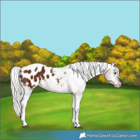 Horse Color:Silver Bay Tobiano Appaloosa 