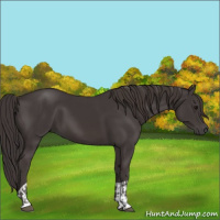 Horse Color:Smoky Black  and Smoky Black 