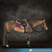 Horse Color:Buckskin 