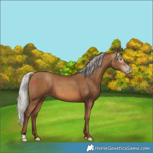 Horse Color:Gray Silver Sable Champagne 