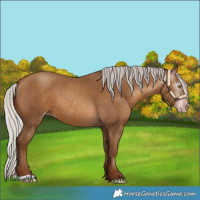 Horse Color:Gray Silver Sable Champagne 