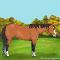 Horse Color:Bay Splash 