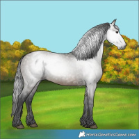 Horse Color:Gray White Spotted Brown Dun 