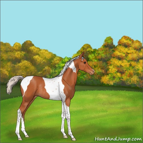 Horse Color:Silver Bay Tobiano Appaloosa Rabicano 