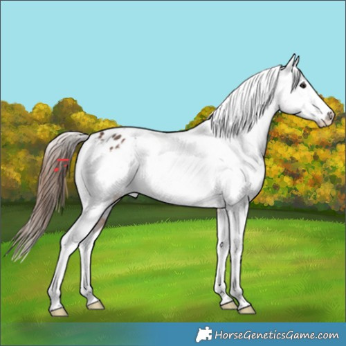 Horse Color:Bay Tobiano Appaloosa Rabicano 