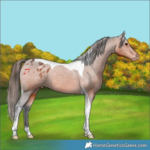 Horse Color:Bay Tobiano Appaloosa Rabicano 