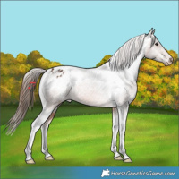 Horse Color:Bay Tobiano Appaloosa Rabicano 
