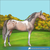 Horse Color:Bay Tobiano Appaloosa Rabicano 