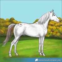 Horse Color:Bay Tobiano Appaloosa Rabicano 