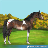 Horse Color:Brown Sabino Tobiano 