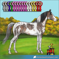 Horse Color:Brown Sabino Tobiano 