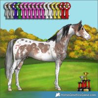 Horse Color:Brown Sabino Tobiano