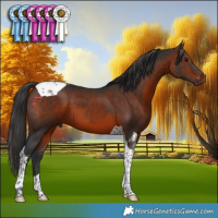 Horse Color:Brown Tobiano 