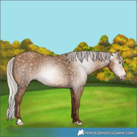 Horse Color:Gray Silver Sable Champagne 