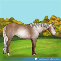 Horse Color:Gray Silver Sable Champagne 