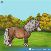 Horse Color:Gray Silver Sable Champagne