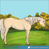 Horse Color:Palomino Dun 