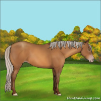 Horse Color:Gray Silver Sable Champagne 