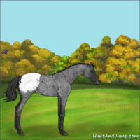 Horse Color:Blue Roan Snowcap 