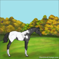 Horse Color:Blue Roan Tobiano Appaloosa 