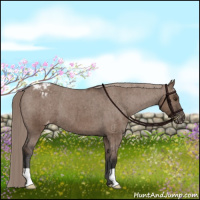 Horse Color:Liver Red Dun Varnish Brindle 