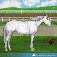 Horse Color:Liver Red Dun Appaloosa Brindle 