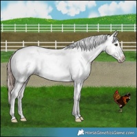 Horse Color:Liver Red Dun Appaloosa Brindle