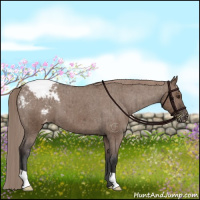 Horse Color:Liver Red Dun Appaloosa Brindle 