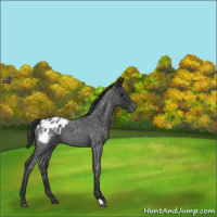 Horse Color:Blue Roan Appaloosa 