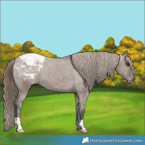 Horse Color:Liver Red Dun Appaloosa Brindle 