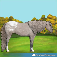Horse Color:Liver Red Dun Appaloosa Brindle 