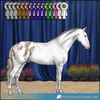 Horse Color:Liver Red Dun Appaloosa Brindle 