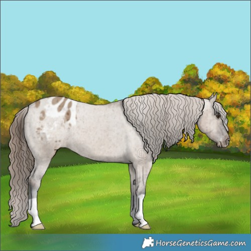 Horse Color:Liver Red Dun Appaloosa Brindle 