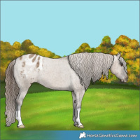 Horse Color:Liver Red Dun Appaloosa Brindle 