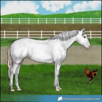 Horse Color:Liver Red Dun Appaloosa Brindle 