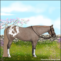Horse Color:Liver Red Dun Appaloosa Brindle